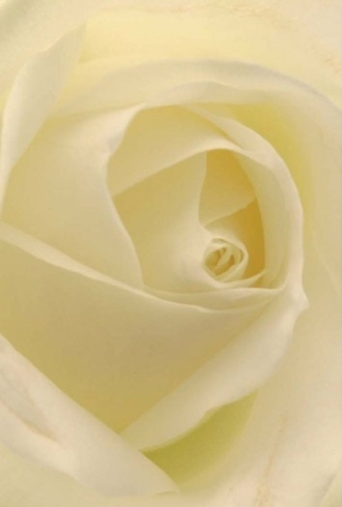 A close perspective on this ivory-white rose captures pure tranquility and timeless sophistication-a true reflection of Greenwich's character. The bouquets' petals blend creamy whites and the faintest hints of gold, softly illuminating from within as if lit by the midday sun over the Cutty Sark. The carefully layered, unfurling petals exude softness, their edges pristine and gently ruffled, offering a tactile impression akin to fine silk. Subtle gradations between each petal evoke a delicate interplay of light and shadow, revealing the florist's expert artistry behind every arrangement. Perfect for commemorating life's heartfelt moments-be it an apology whispered near Greenwich Market, a romantic proposal in the shadow of the Royal Observatory, or a striking wedding centrepiece in the heart of SE10-this rose symbolises resilience, purity, and grace. The clean, gentle fragrance that the bloom promises lingers in the imagination, soothing and invigorating all at once. Each detail speaks to the thoughtful, bespoke approach taken by Greenwich's local flower artisans, who infuse meaning into every bouquet crafted for their cherished community.